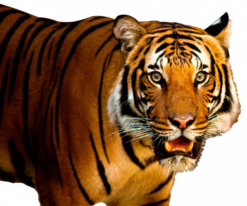 Tiger PNG image (1) copy