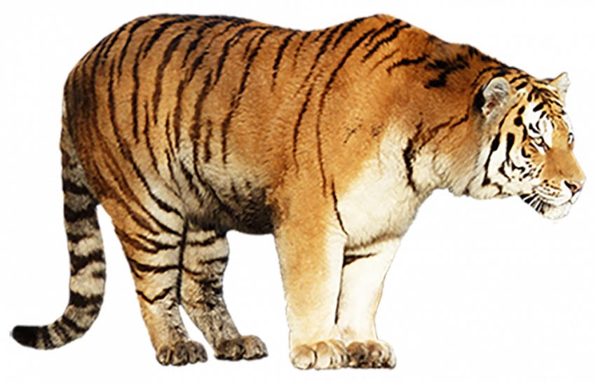 Tiger standing transparent png image