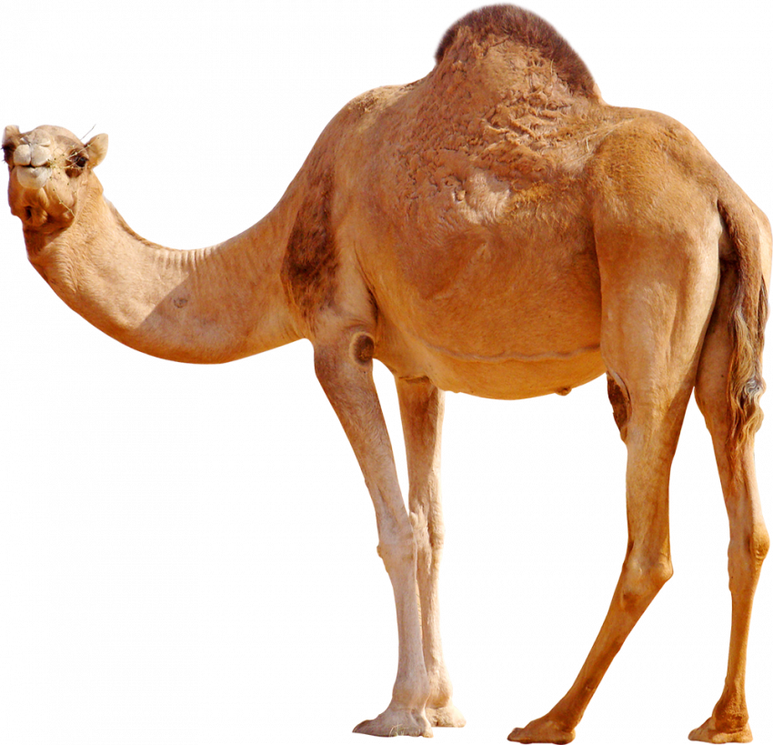 transparent background camel hd png images