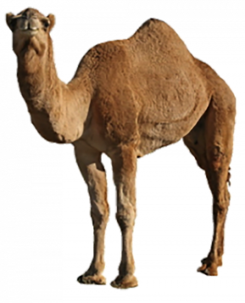 transparent background camel png images