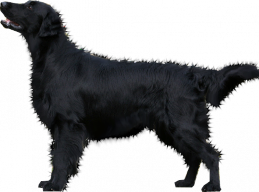 Transparent dog png