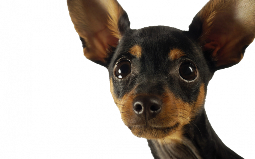 Transparent dog png