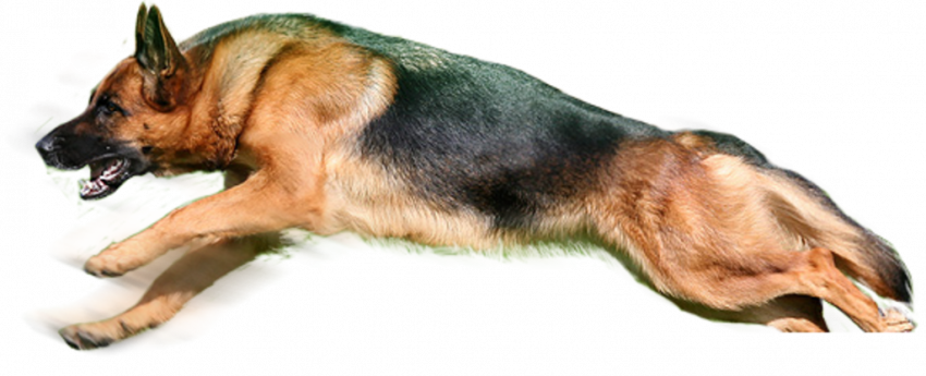 Transparent dog png clipart