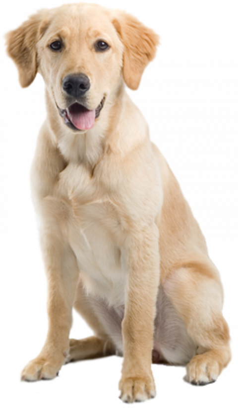 Transparent dog png clipart