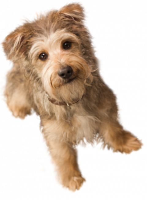 Transparent dog png hd