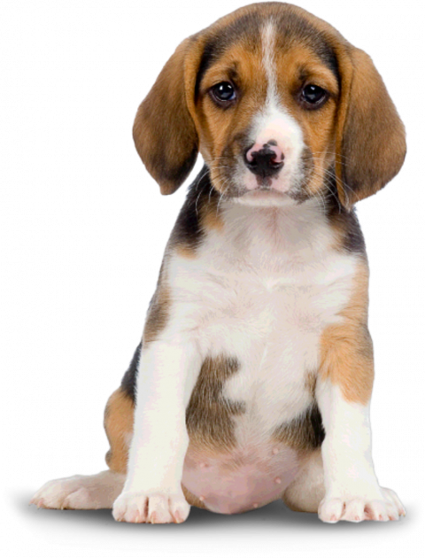 Transparent dog png hd