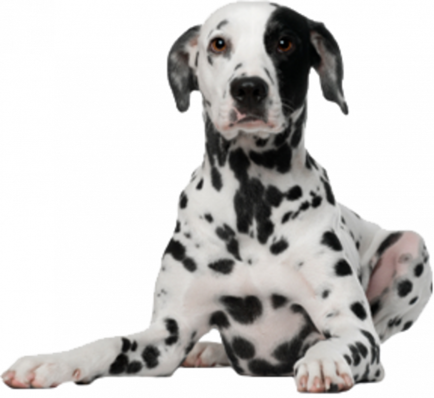 Transparent dog png images