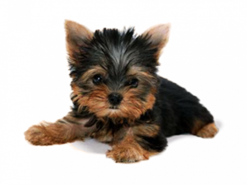 Transparent dog png images