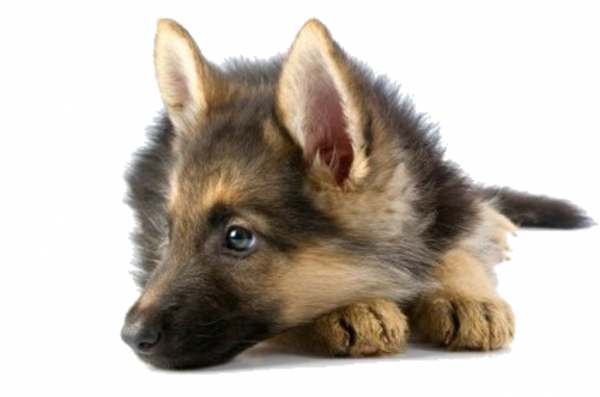 Transparent puppy dog pals png