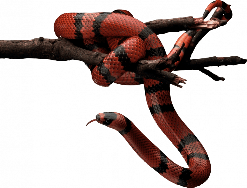 Transparent snake png
