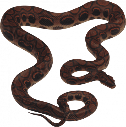 Transparent snake png