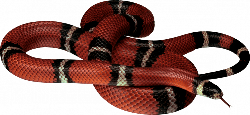 Transparent snake png for photoshop