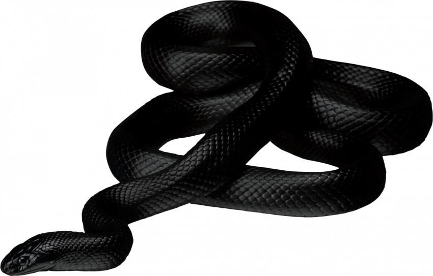 Transparent snake png for photoshop