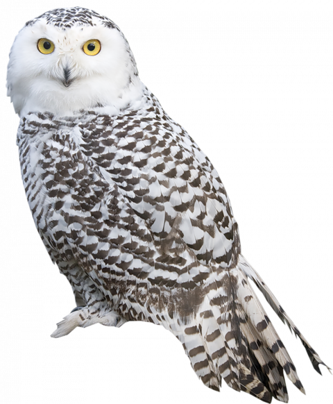 Transparent White Owl PNG Picture copy