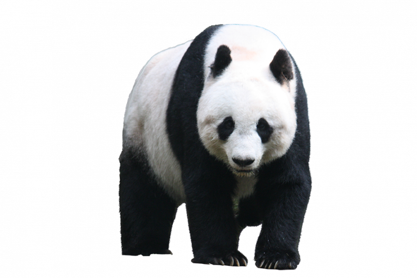 transprent png image of panda