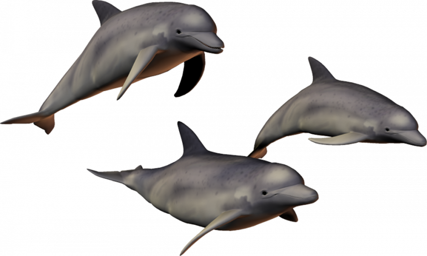 Triple dolphin transparent png