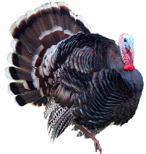 turkey png   hd png