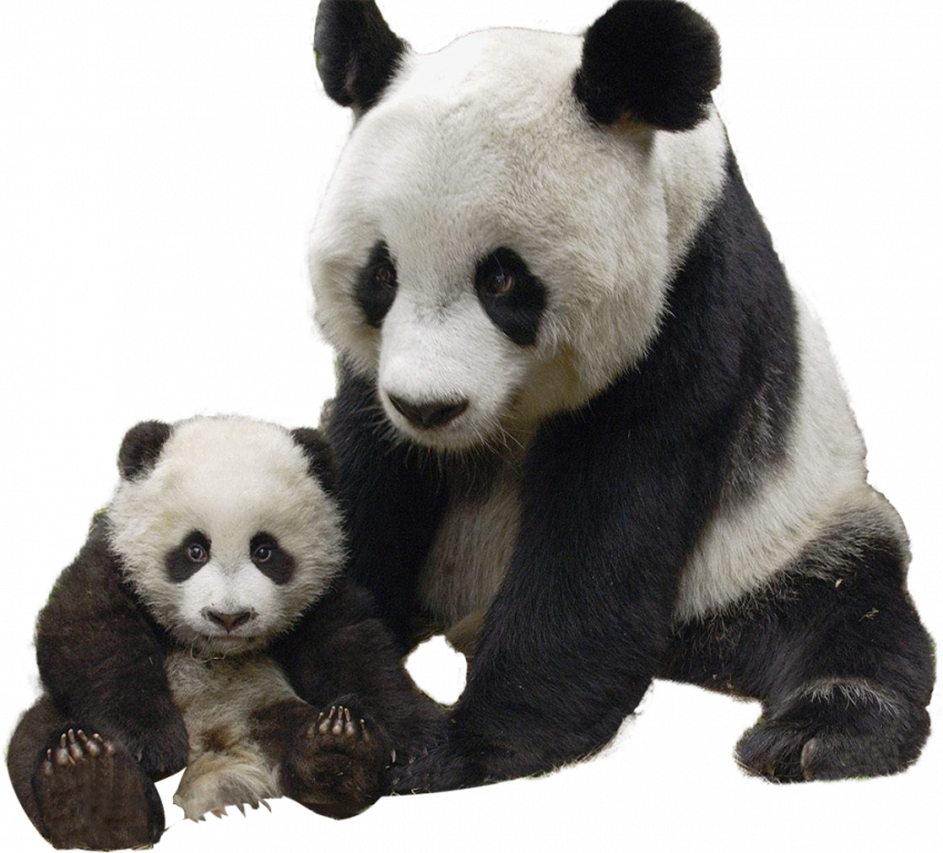 Two pnada transprent png