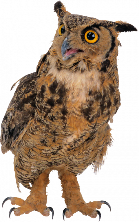 Ullu transparent png image