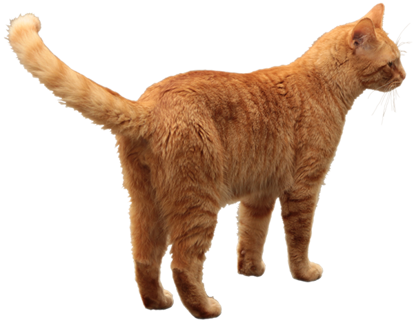 Waliking Cat Png Transparent Background