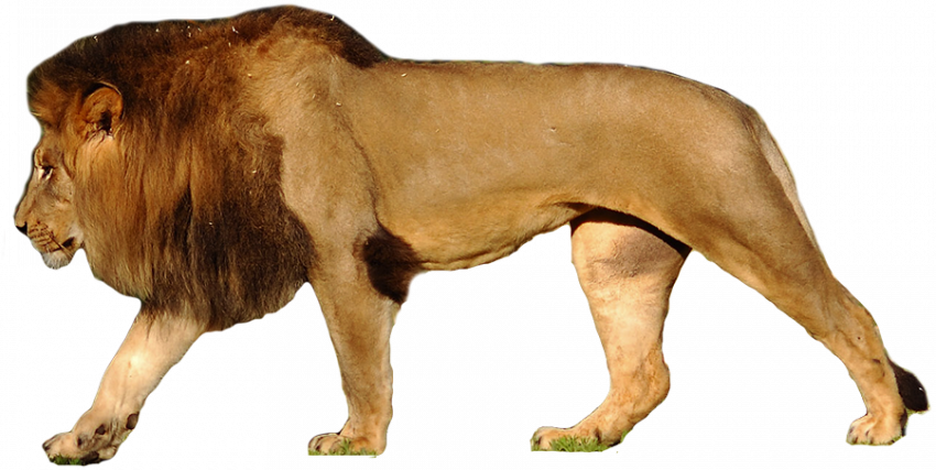Walking lion hd png download