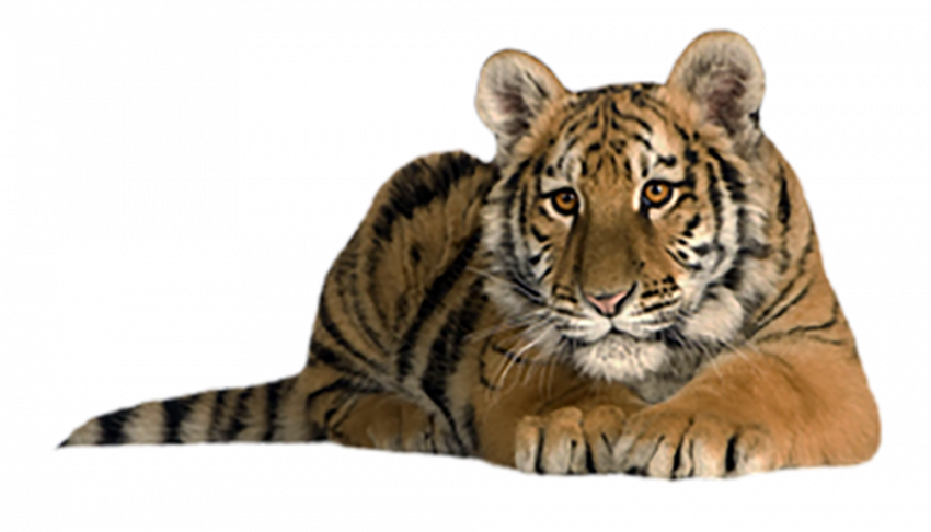 Watching tiger transparent png image