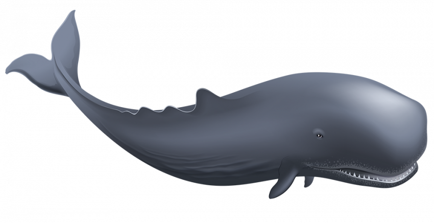Whale PNG Hd