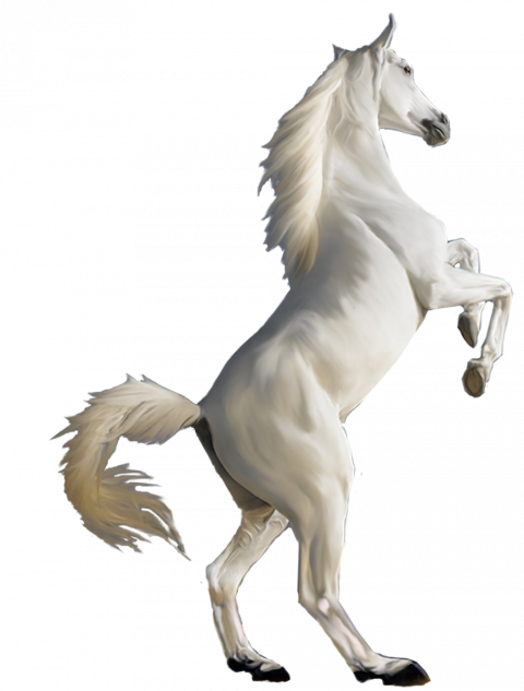White horse png image image with transparent background