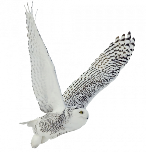 White owl hd png
