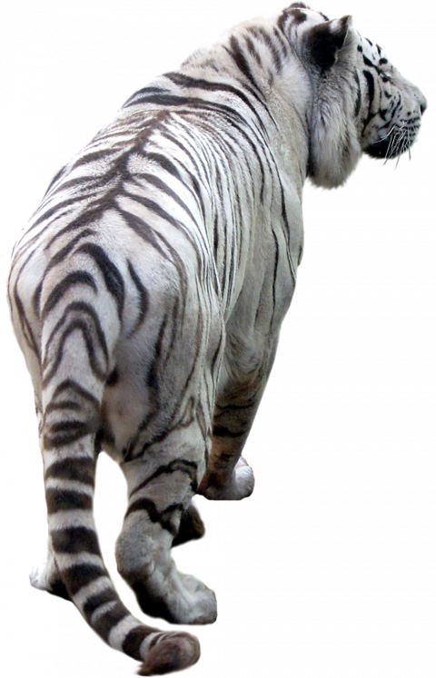 White tiger transparent png image