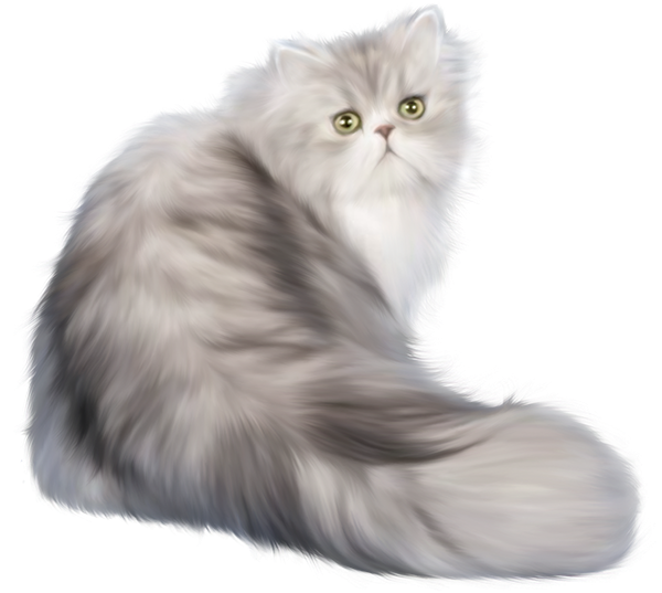 White  Transparent Background Cat Png, Png Download