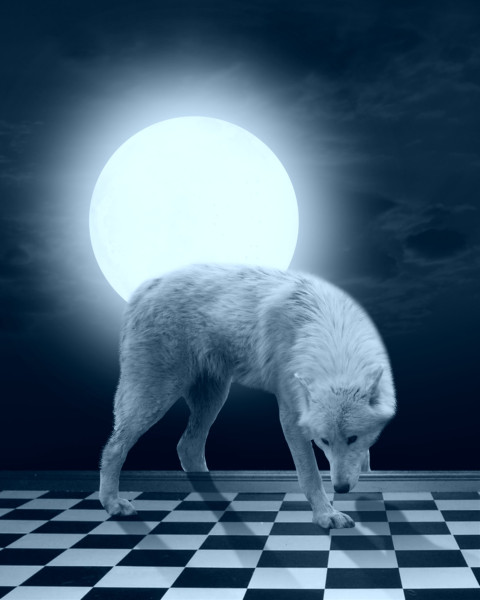 wolf & chess hd editing backgrounds