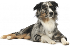 100  Hd dog png images download (2)