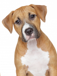 100  Hd dog png images download (4)