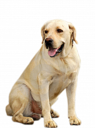 100  Hd dog png images download (6)