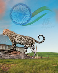 15 august tiger editing background