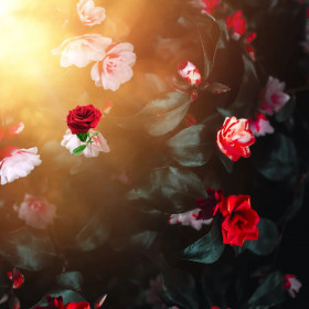 2022 New Manipulation Editing Background (2)