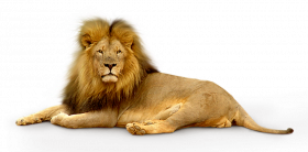 Afrique lion transparent png