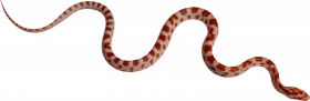 Alagar transparent snake png