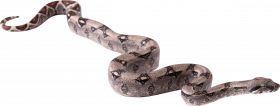 Alagar transparent snake png