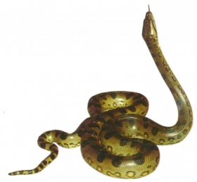 anaconda picture  png download