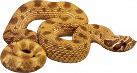 anaconda transparent   hd png