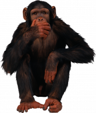 Angry chimpanzee monkey png