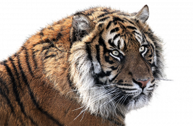 Angry tiger hd png