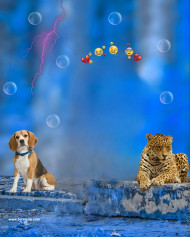 Animal lover hd cb editing background,Snapseed cb editing background