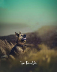Animal lover picsart background