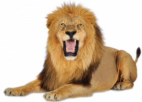 Aslan hd transparent png