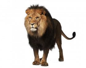 Aslan lion hd png