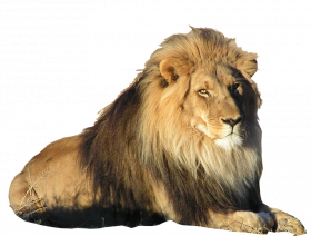 Aslan transparent png