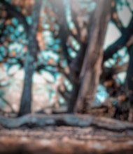 Atarv raut hd cb background for editing